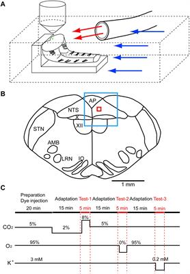 Calcium Imaging Analysis of Cellular Responses to Hypercapnia and Hypoxia in the NTS of Newborn Rat Brainstem Preparation